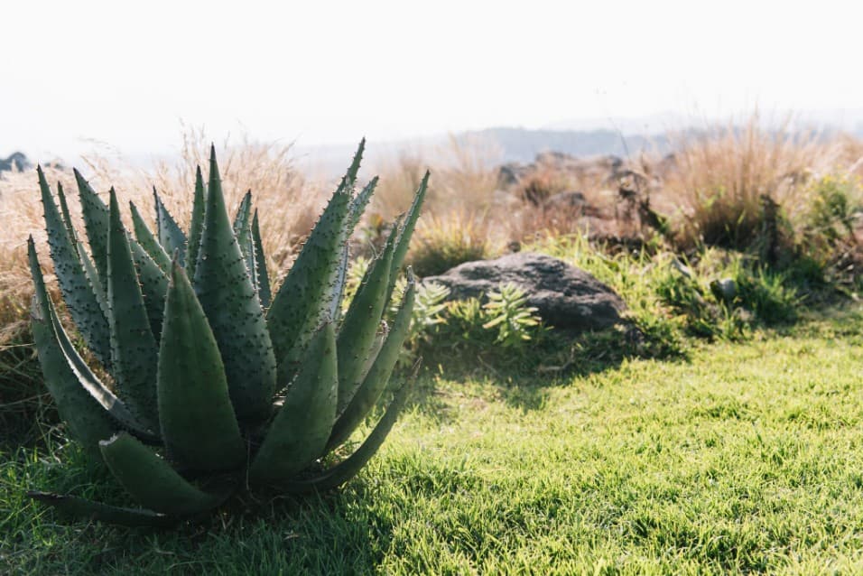 An aloe growing in long grass on a Midlands hillside