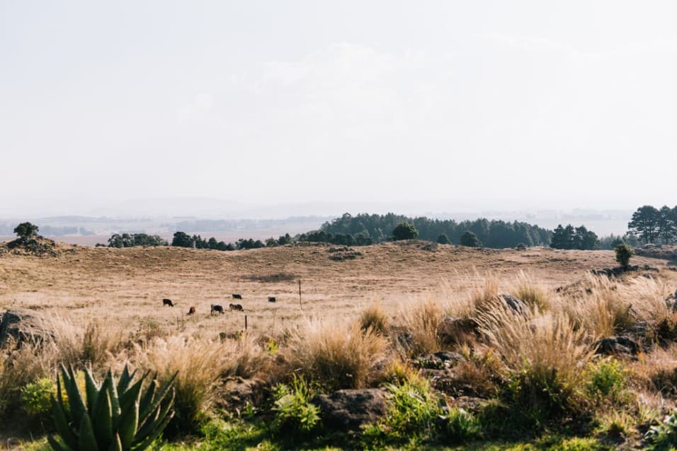 Grassland and hills of the KZN Midlands