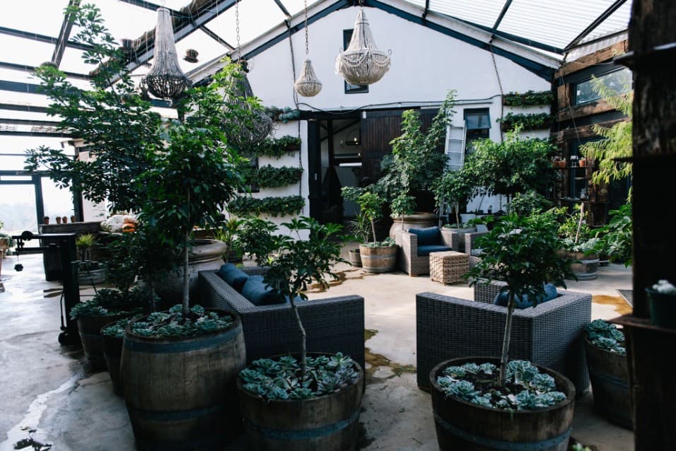 Café seating among potted trees in a glass conservatory