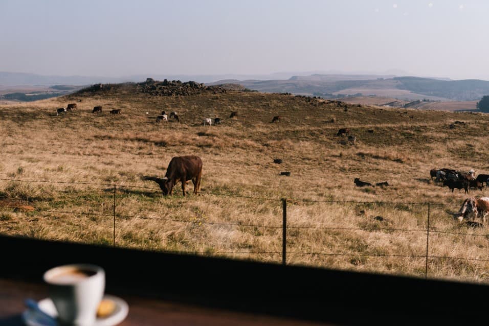 Cattle grazing in the hills, seen past a coffee cup on a window ledge