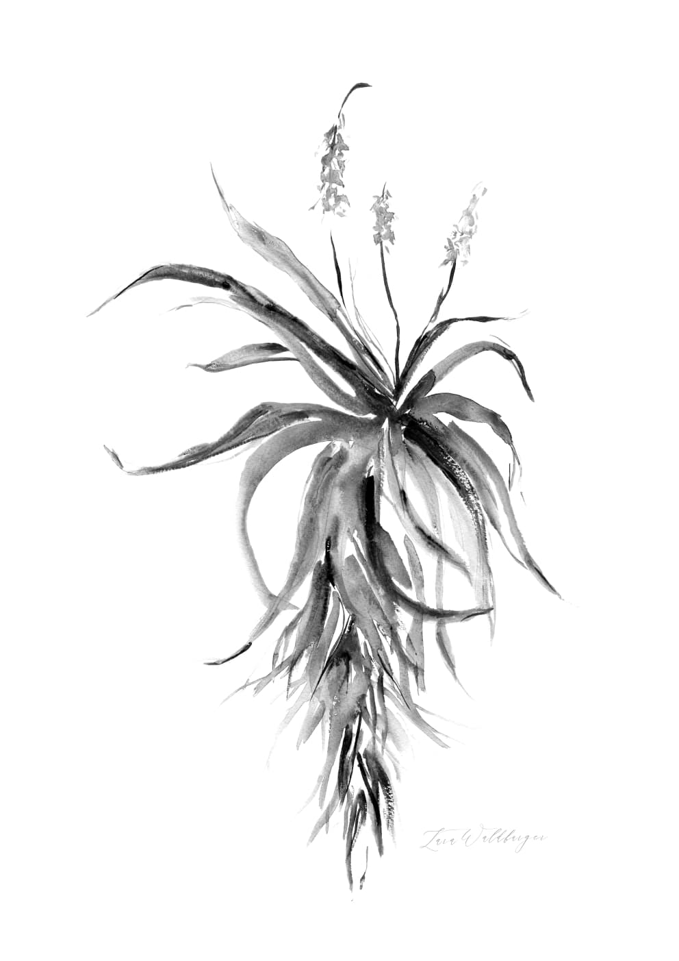 Monochrome Aloe, limited edition print