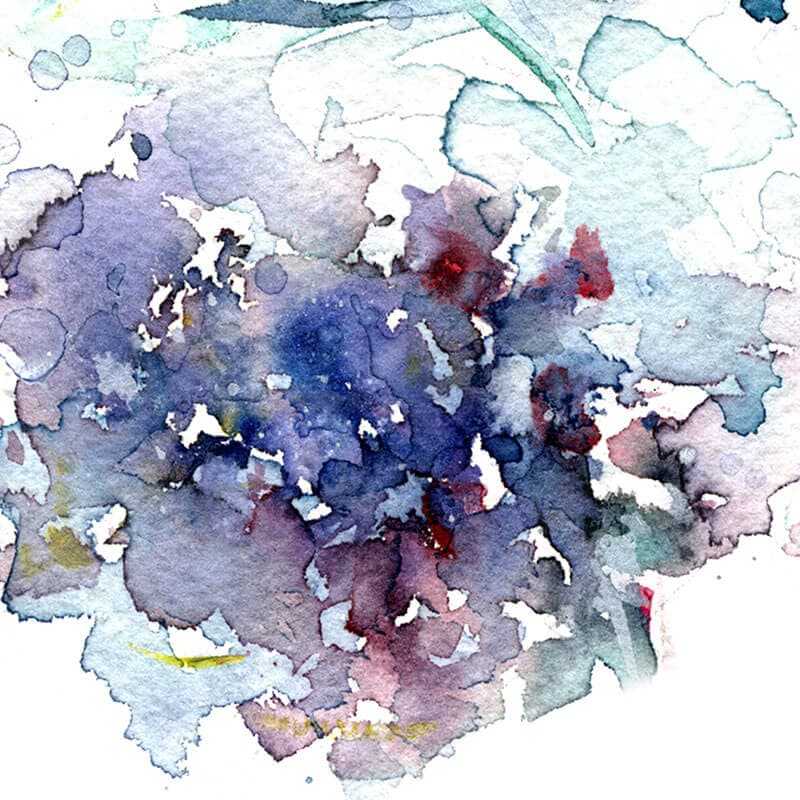 Bloom of Hydrangea