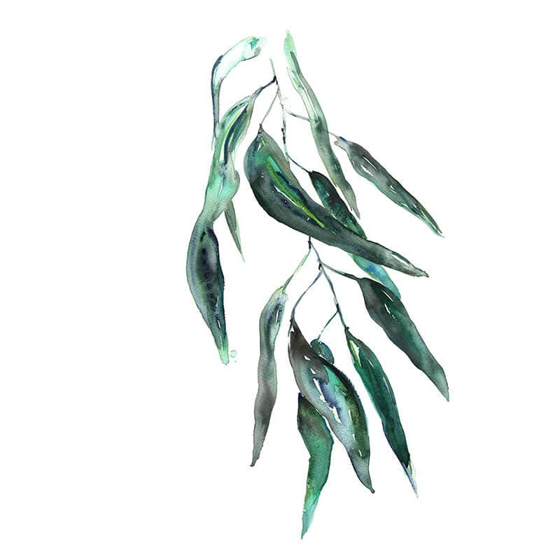 Blue Gum Leaves