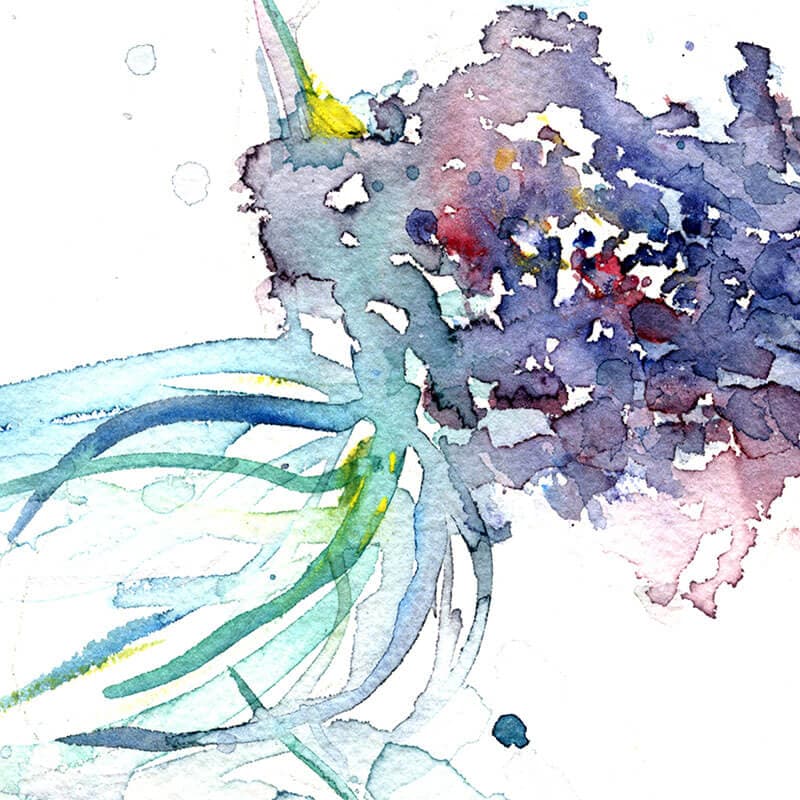 Hydrangea and Leaf