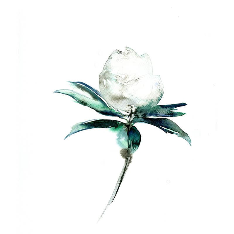 Magnolia Bud