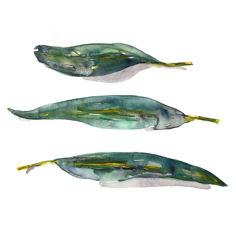 Three Blue Gum Leaves