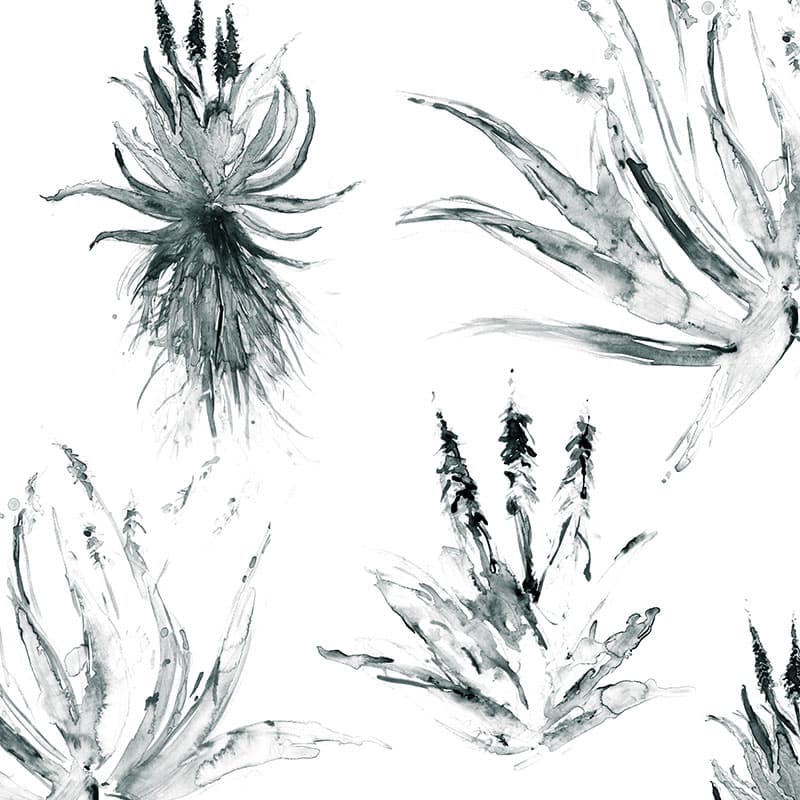Aloes in Monochrome