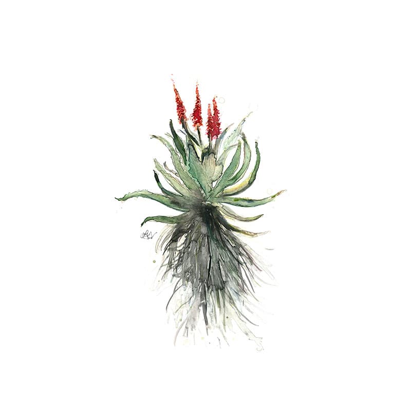 Red Aloe