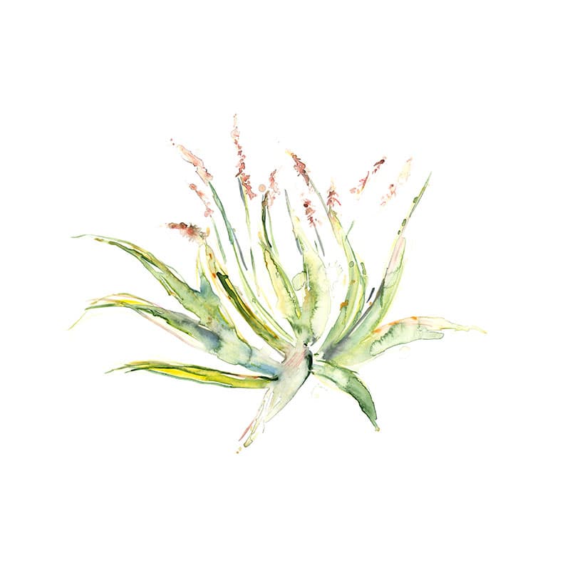 Rock Aloe