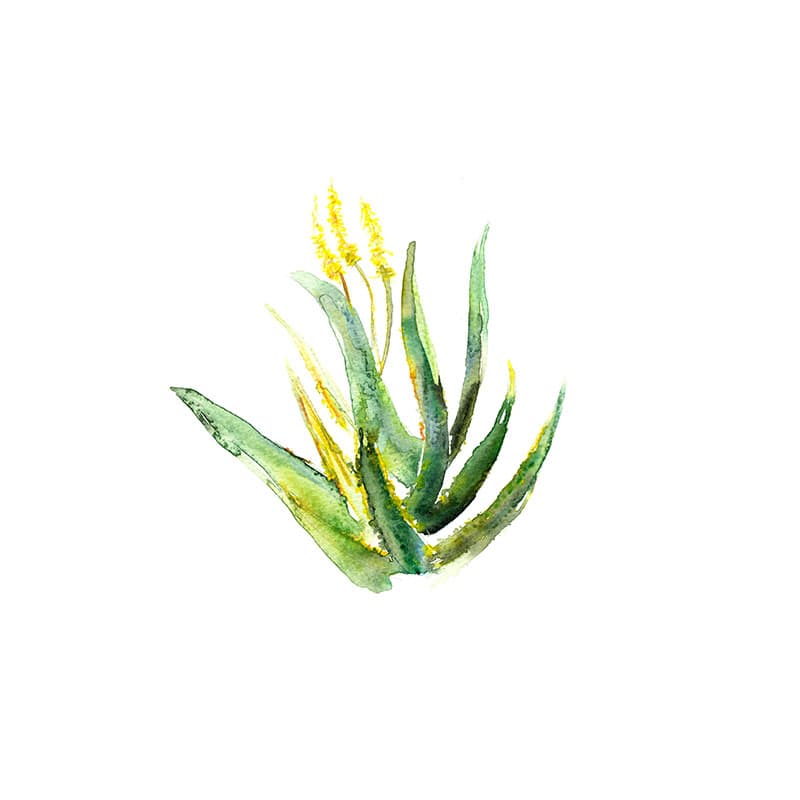 Yellow Aloe