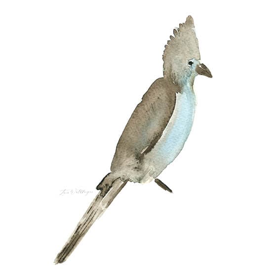 Grey Loerie