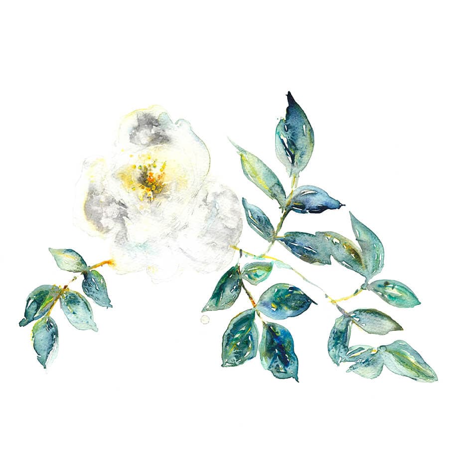 Iceberg Rose