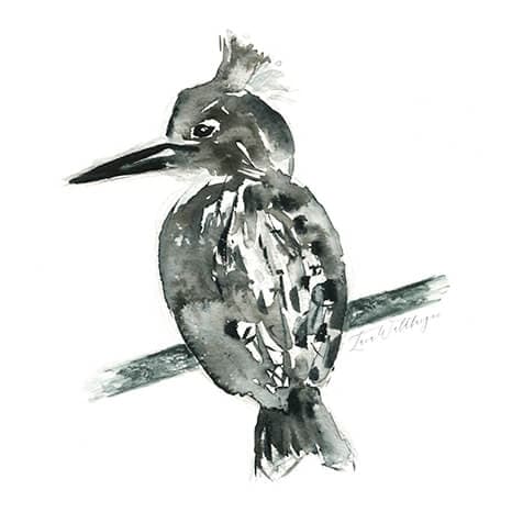 Pied Kingfisher
