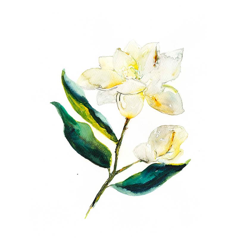 Magnolia Flower in Yellow