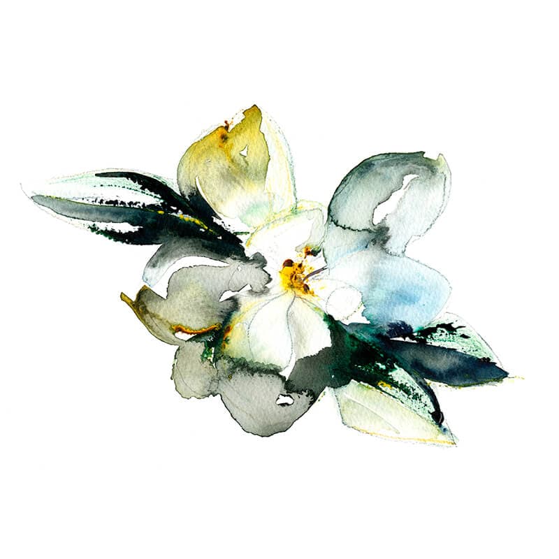 Abstract Magnolia
