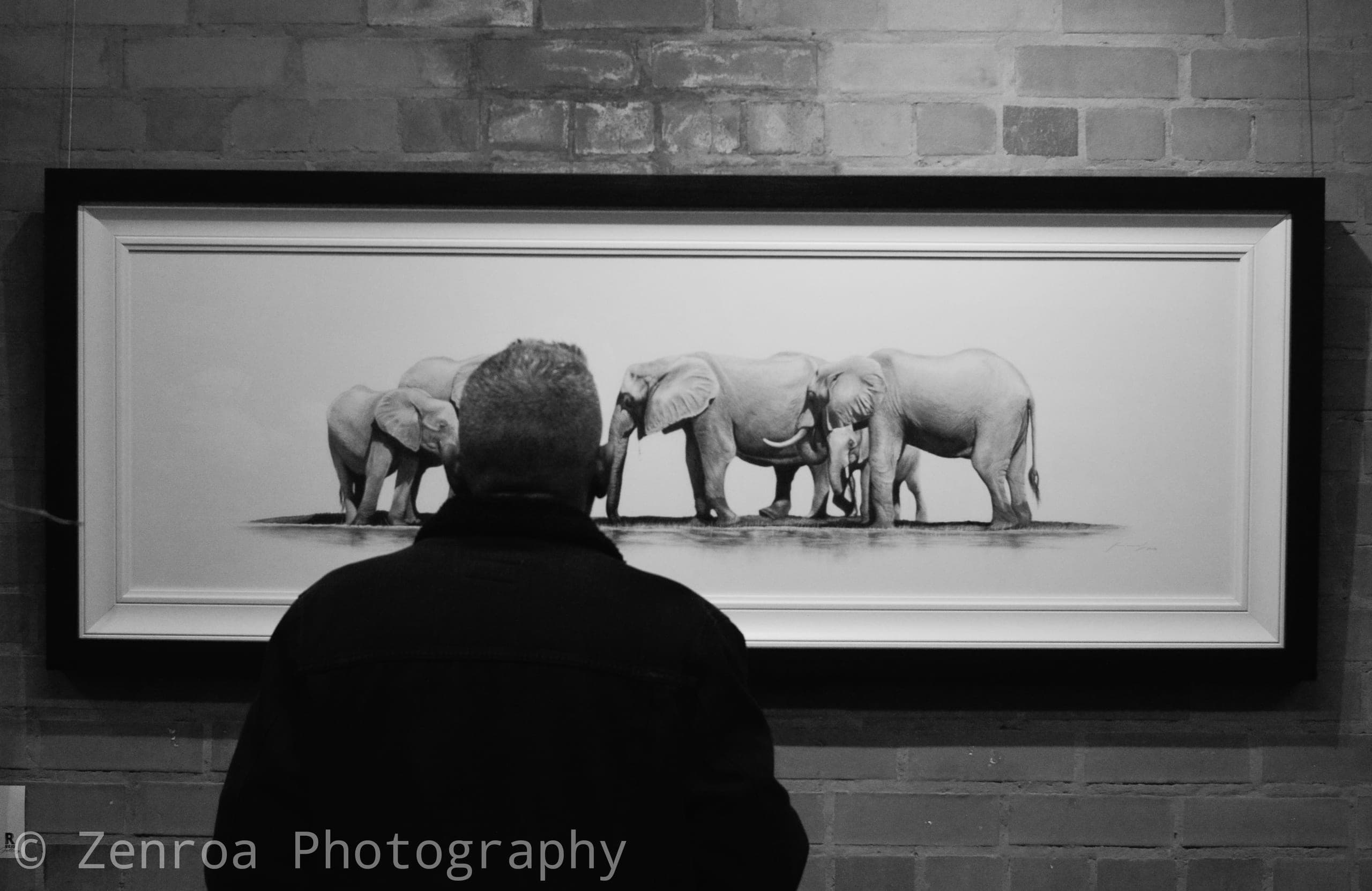 Visitor looking at a framed drawing of elephants