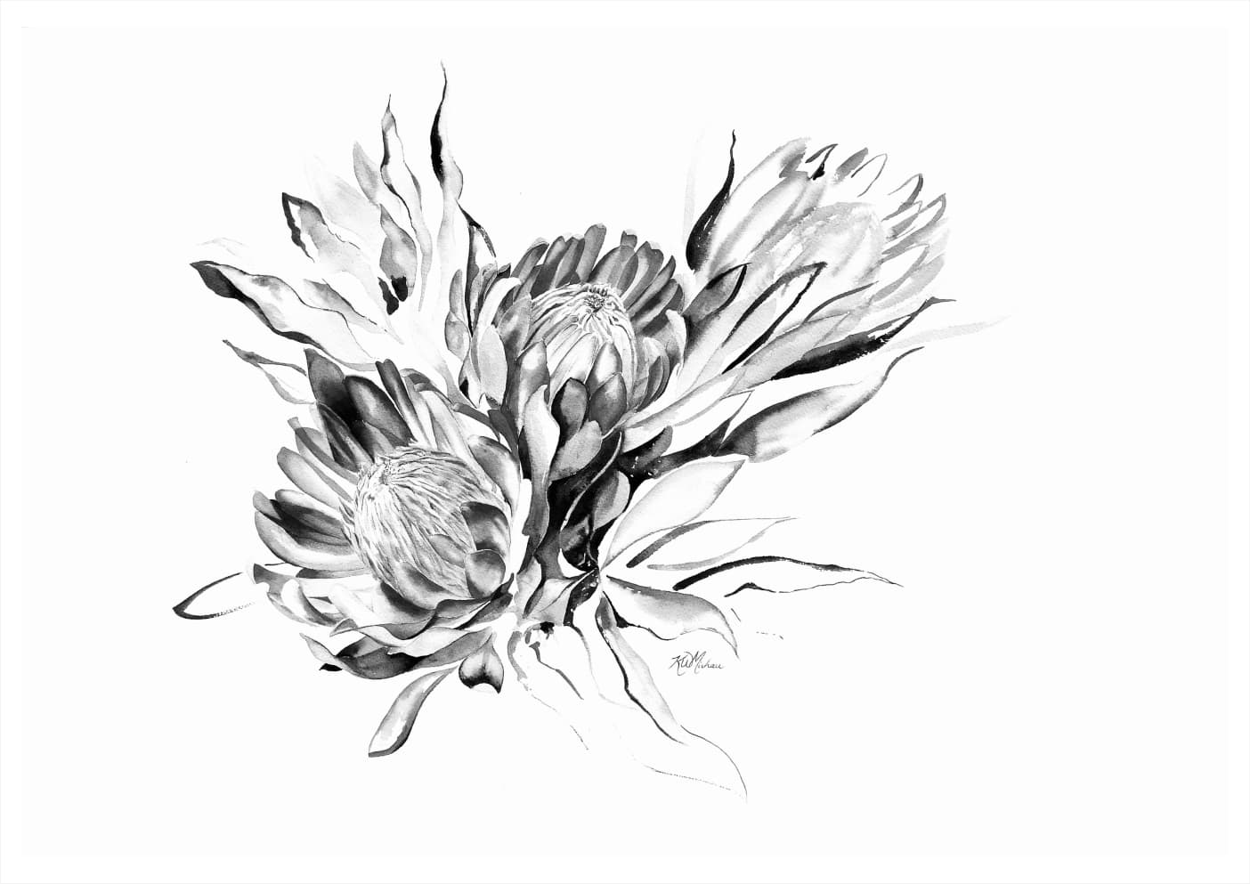 Monochrome drawing of protea flowers